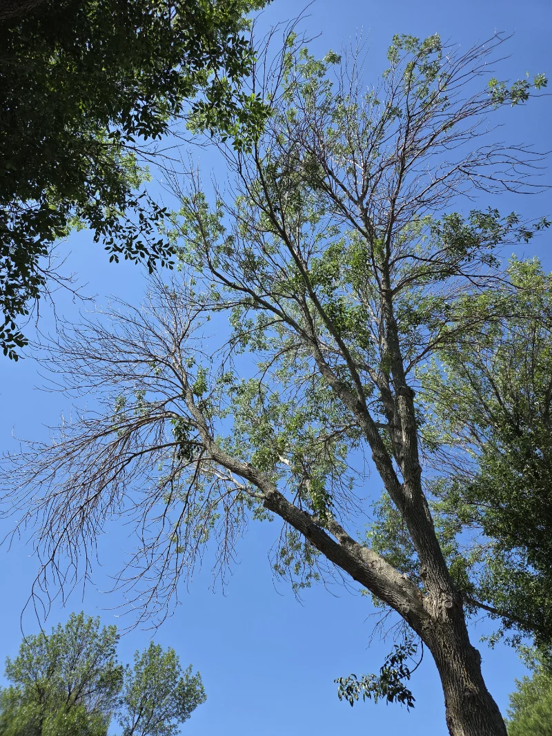 EAB tree canopy