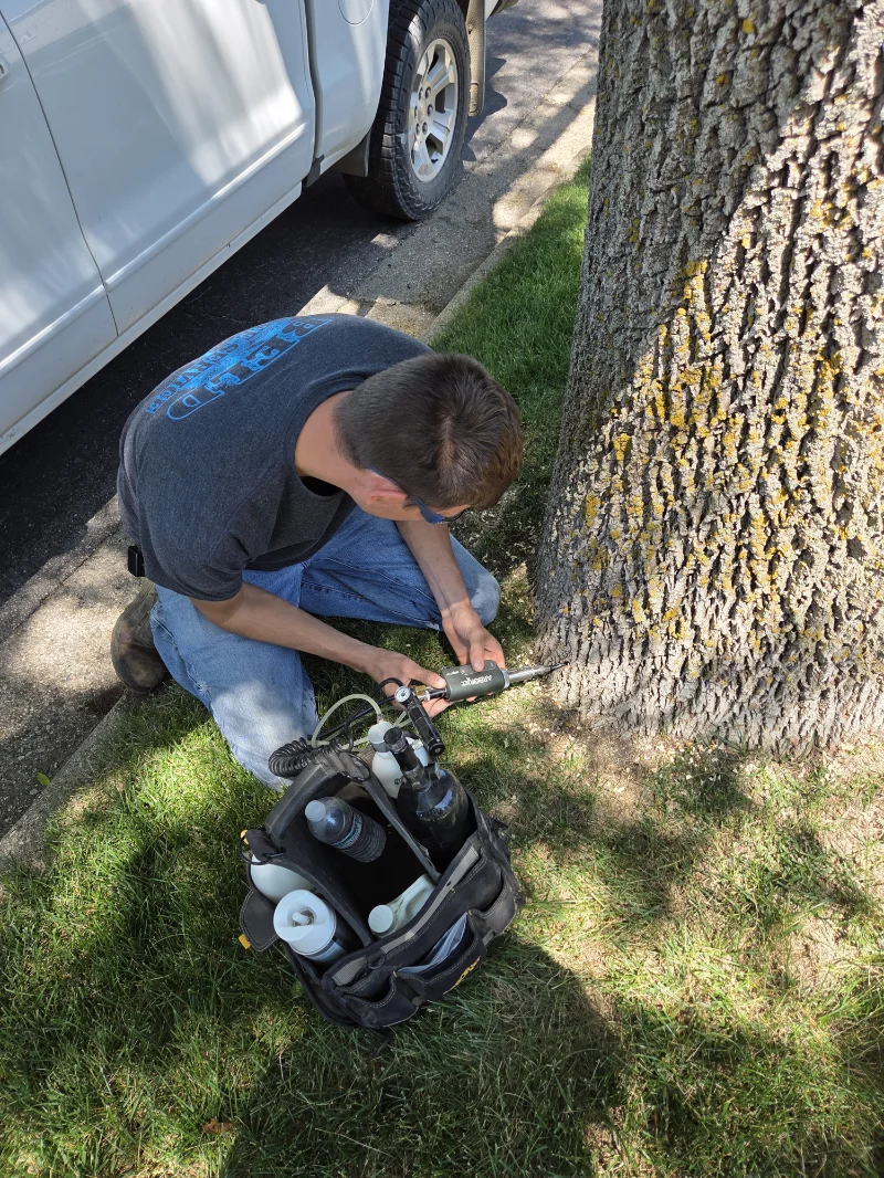EAB treatment