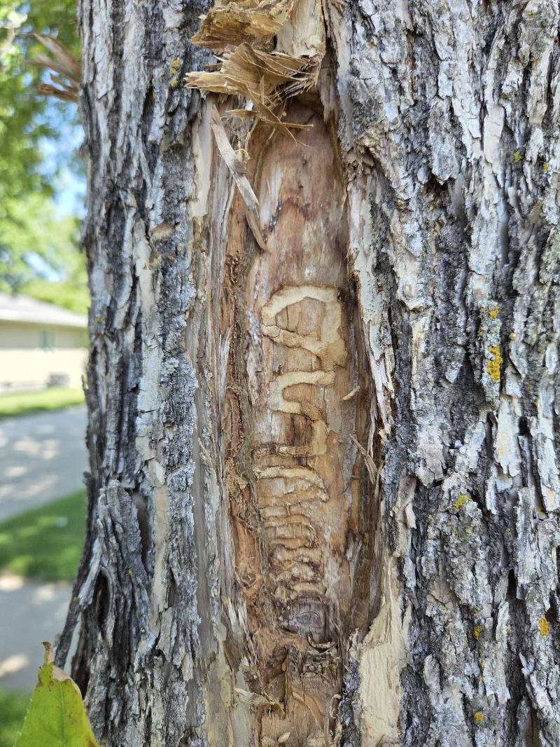 EAB tree